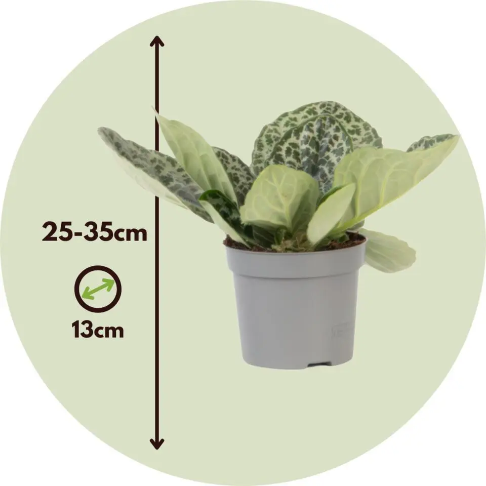 Spiraalvrucht - Streptocarpus 'Pretty Turtle' - Hoogte 25-35cm - ⌀13cm