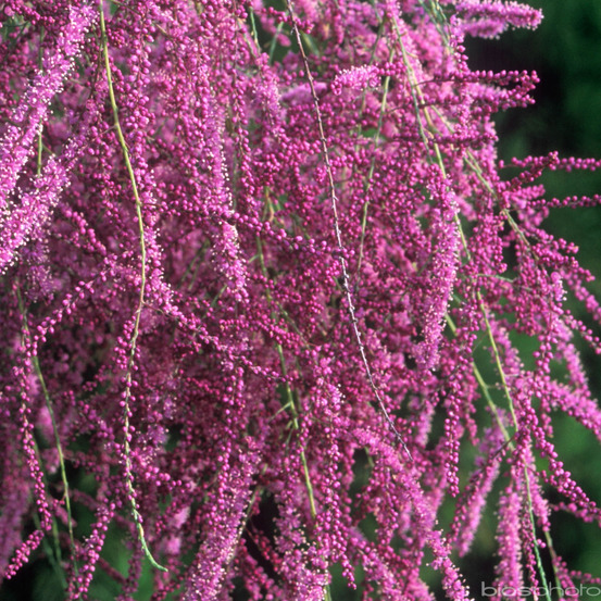 Tamarix ramosissima ' Rubra ': conteneur 5 litres