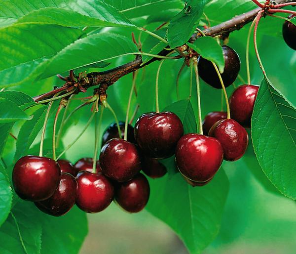 Bio Süßkirsche 'Schneiders Späte