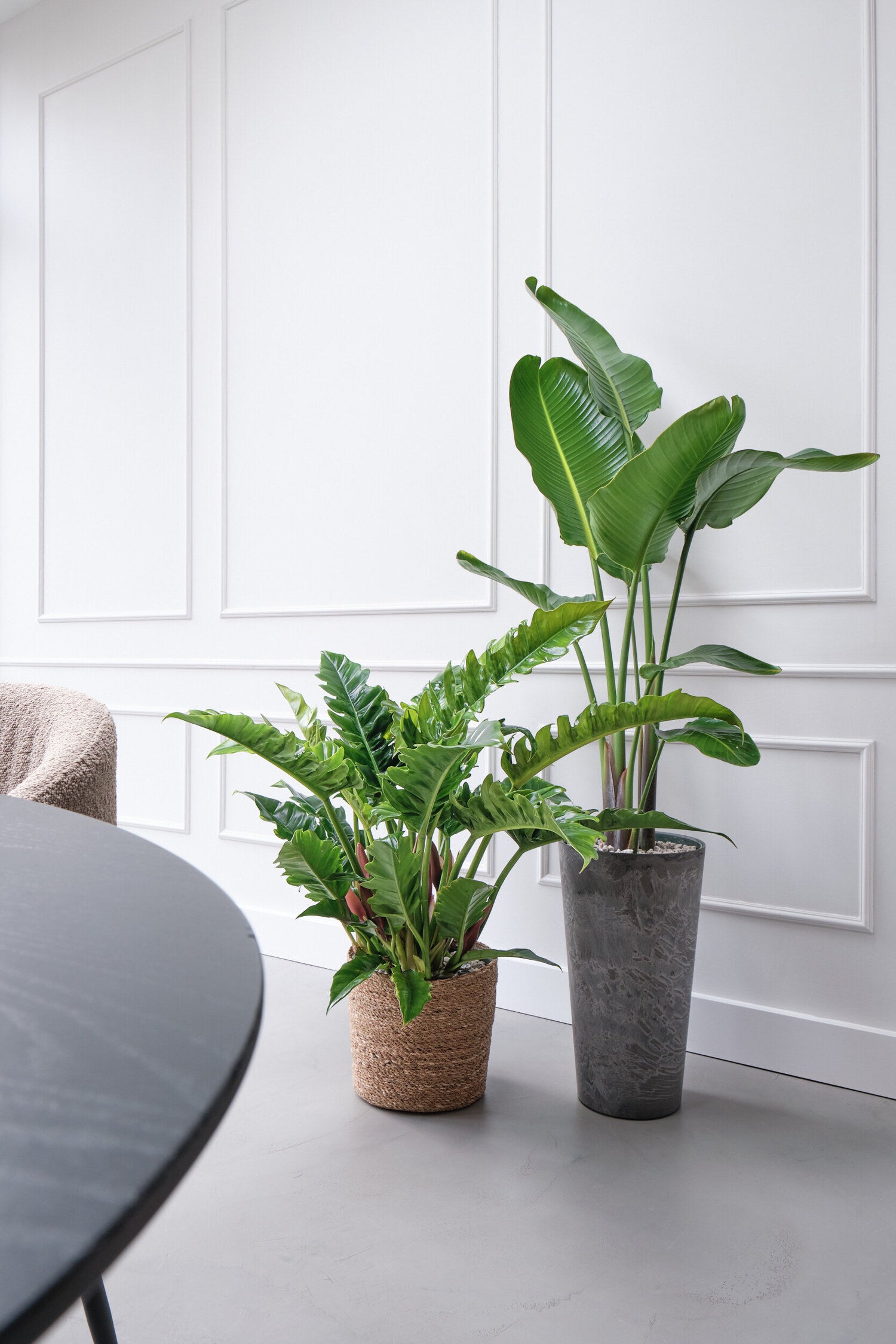 Paradijsvogelplant (Strelitzia nicolai) D 27 H 150 cm