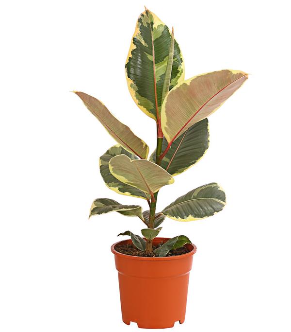 Gummibaum - Ficus elastica 'Tineke'
