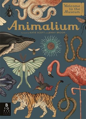 Animalium - Welcome To The Museum (Hardback)