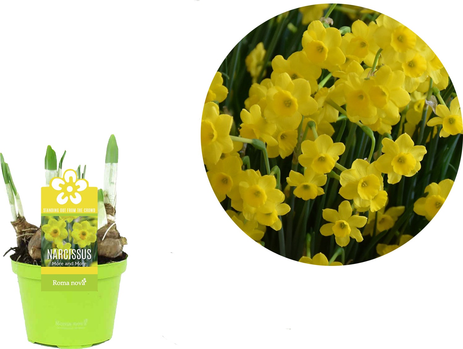 Narcis (Narcissus 'More and More') D 9 H 10 cm