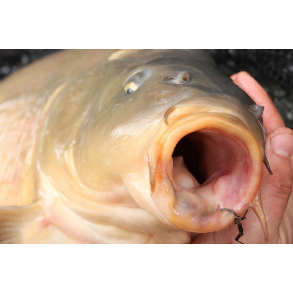 Korda Mixa Hook
