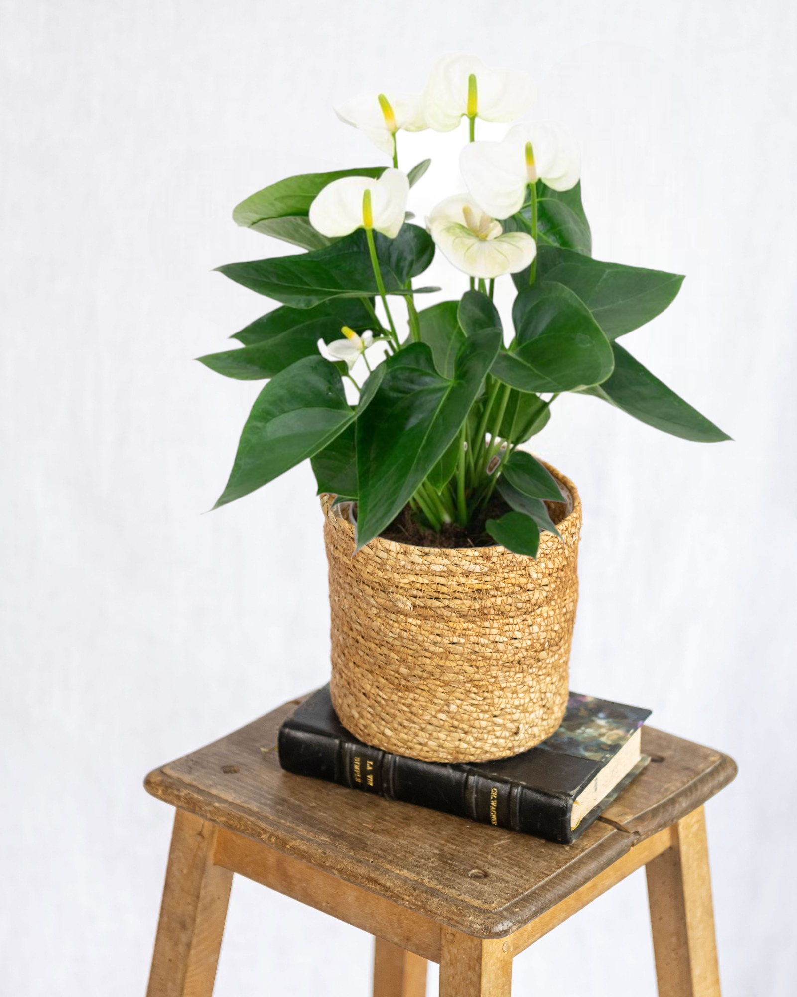 Plante d'intérieur - anthurium blanc 43cm