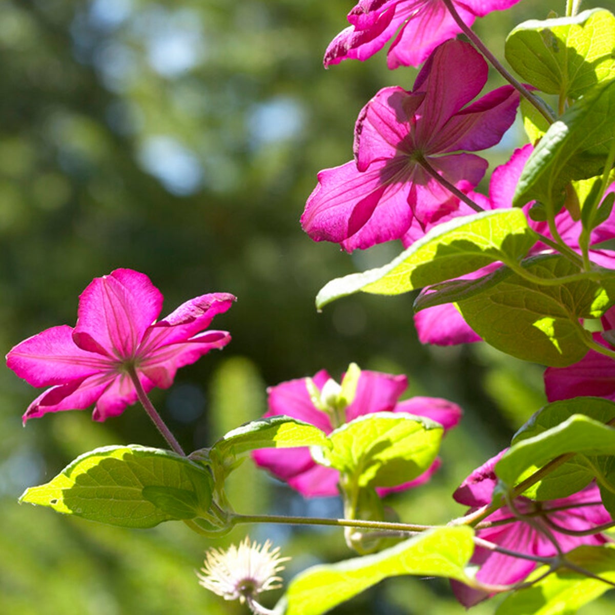Bloomique – Clematis Ville de Lyon – Donkerroze – Klimplanten – Tuinplanten – Winterhard – Potmaat 15 cm – Hoogte 70–80 cm