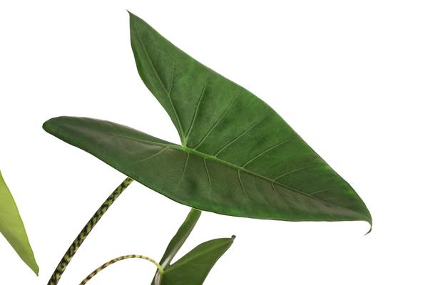 Pfeilblatt - Alocasia zebrina