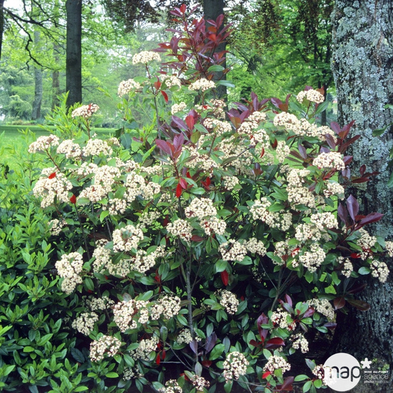 Photinia x fraseri 'Red Robin' : C35/50 17/200