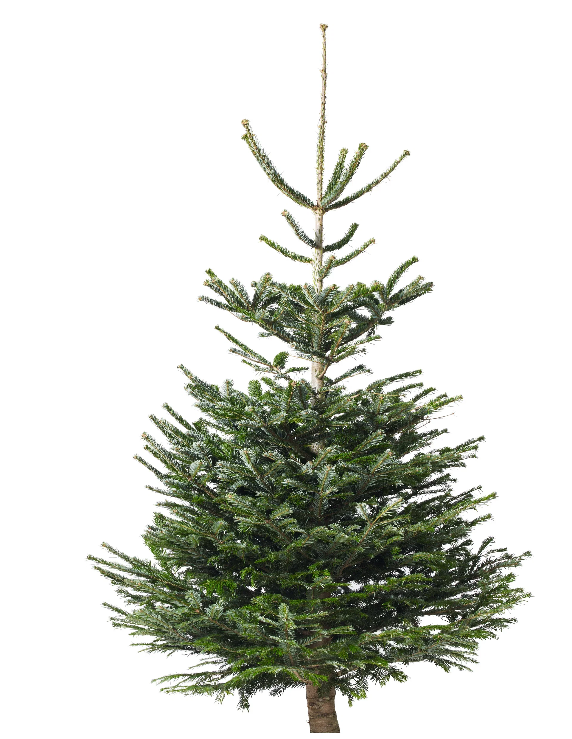 Abies nordmanniana Edelgran 190-220cm Høyde 190-220 cm