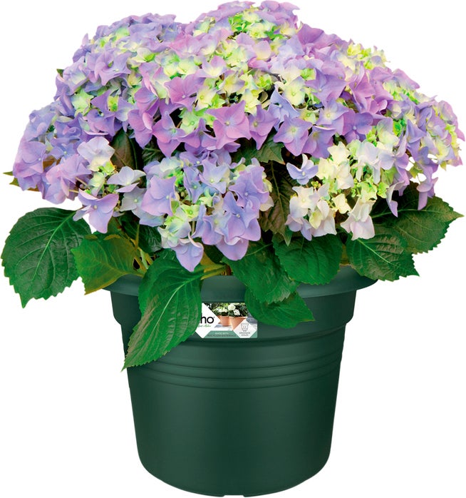 Elho bloempot Green Basics groen D 64 H 48,5 cm