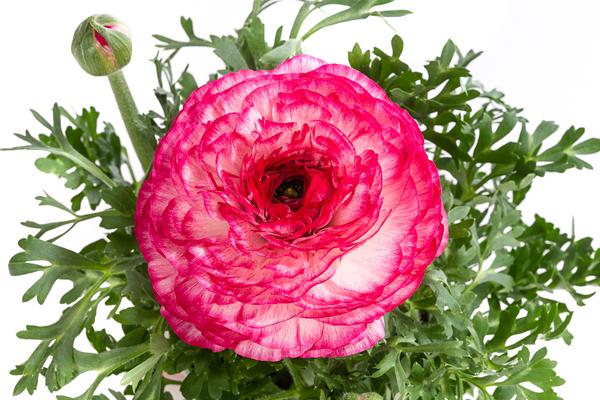 Ranunkel in Sonderfarben, verschiedene Farben