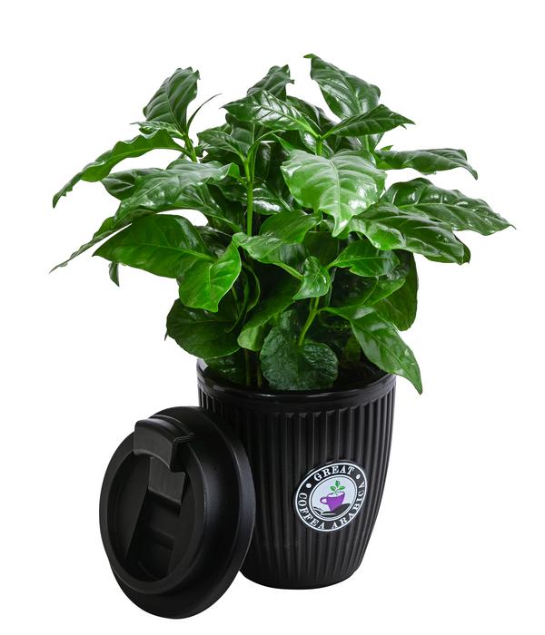 Kaffeepflanze - Coffea arabica, im To-Go