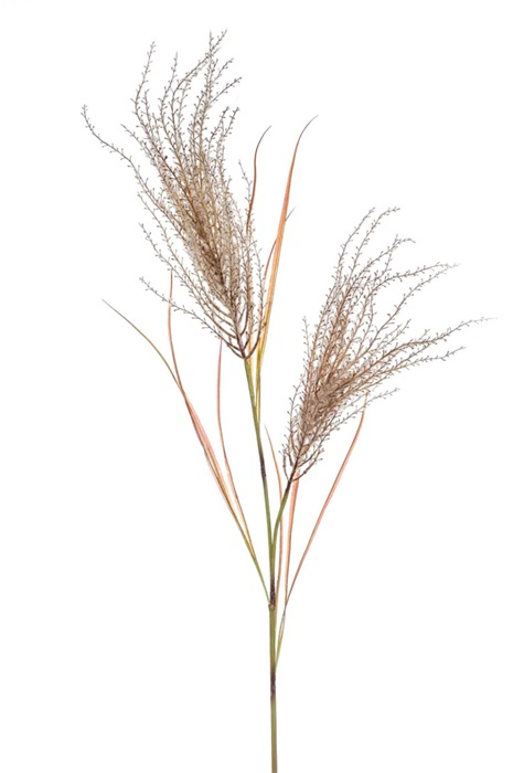 Pampas grass spray