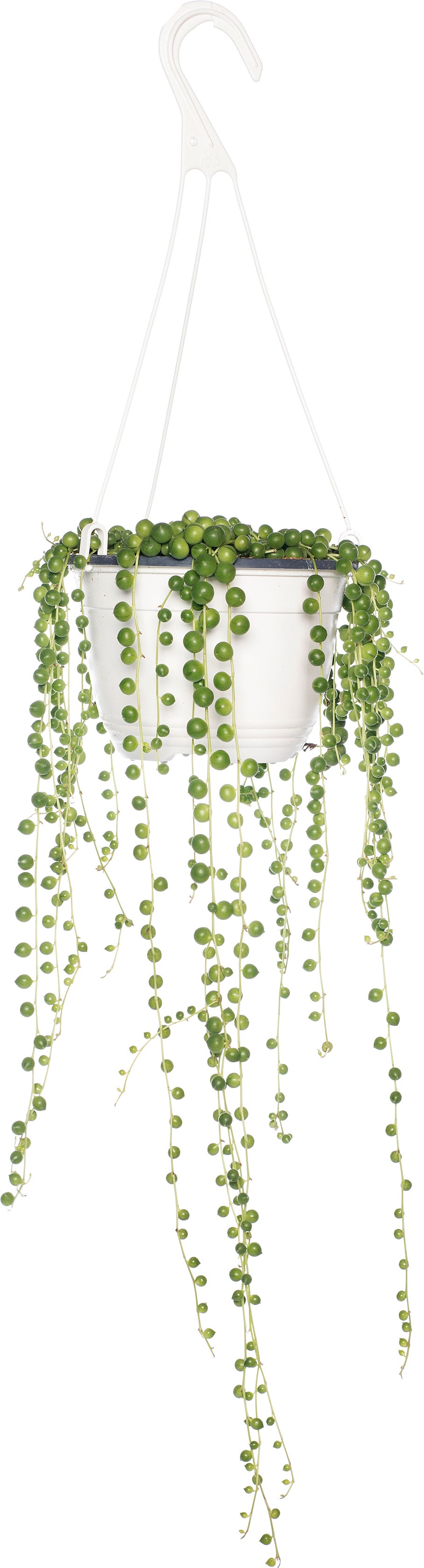 Erwtenplant (Senecio rowleyanus) D 15 H 20 cm