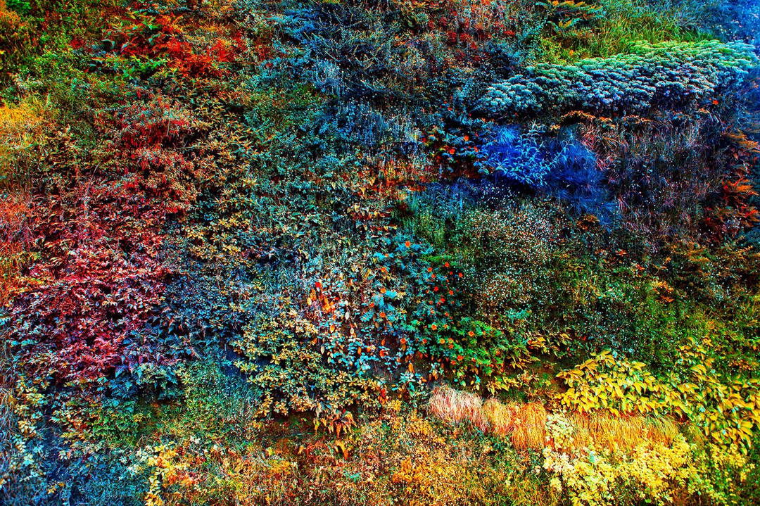 Wall of Nature VI by Viet Ha Tran - Limited Edition. Edition of: 150. Signed.