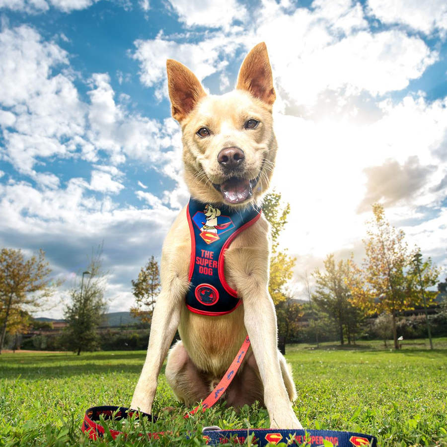 Coleira para cães estampada DC Super Pets