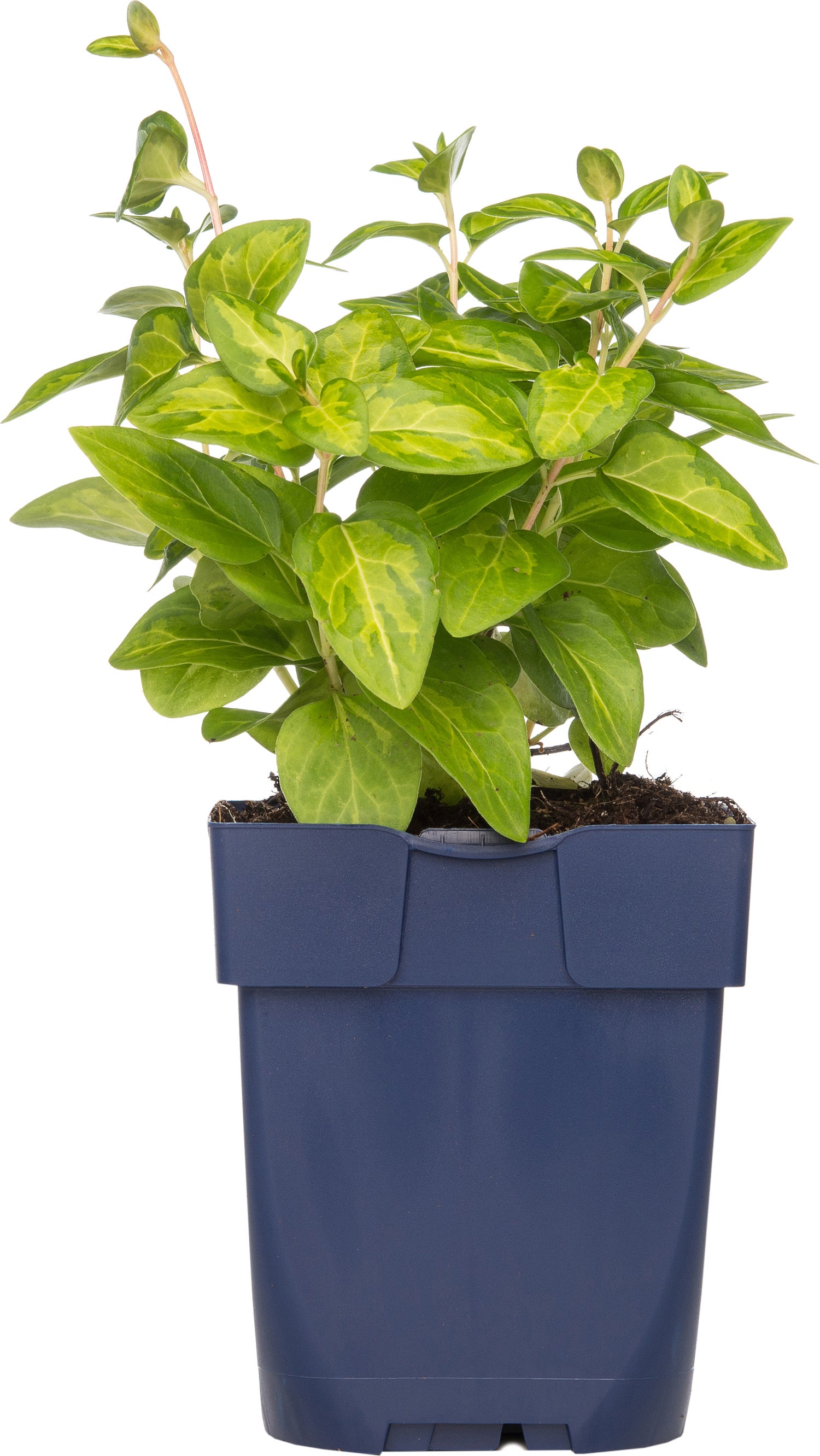 Maagdenpalm (Vinca major) D 15 H 10 cm