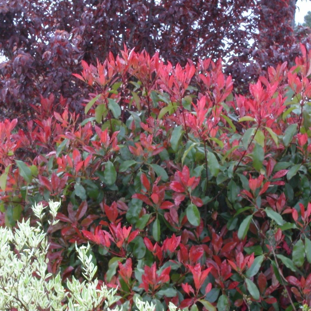 Photinia x fraseri red robin/photinia x fraseri red robin[-]pot de 5l - 80/100 cm