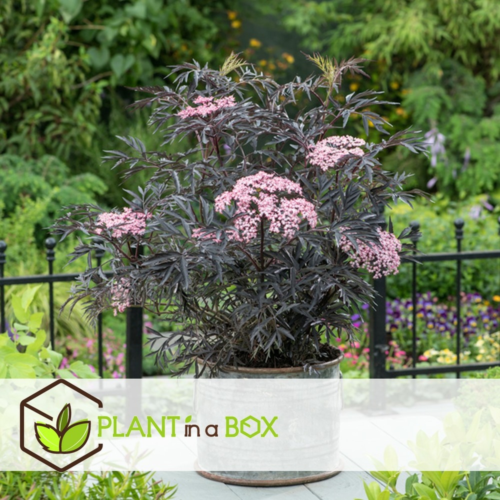 Sambucus nigra 'black lace' - set de 4 - pot 17cm - hauteur 25-40cm