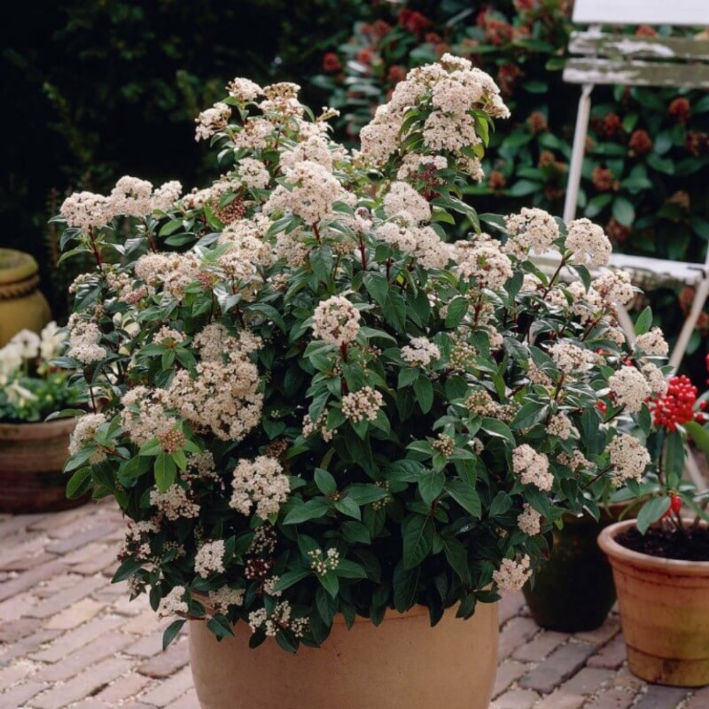Laurier tin (viburnum tinus) - godet - taille 13/25cm