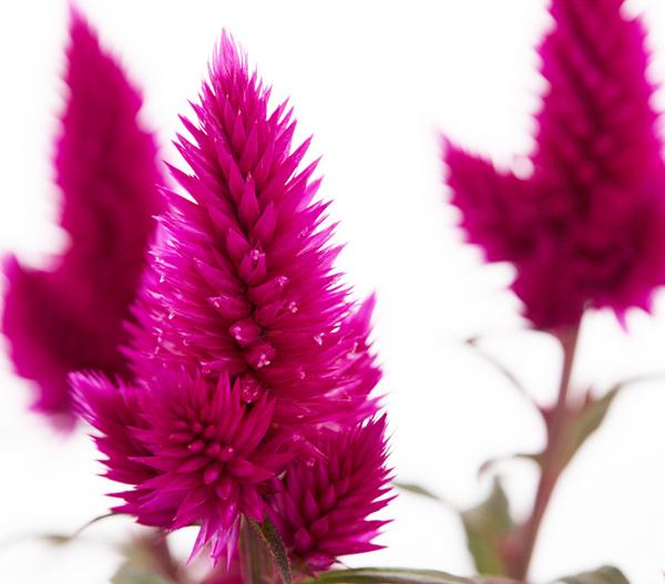 Federbusch 'Venezuela'
