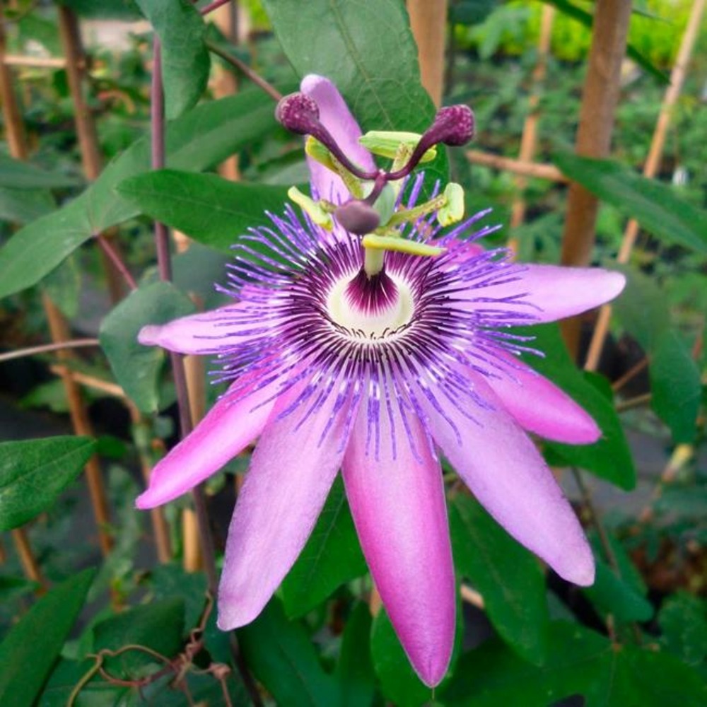 Passiflore 'amethyst' - passiflora amethyst 3l