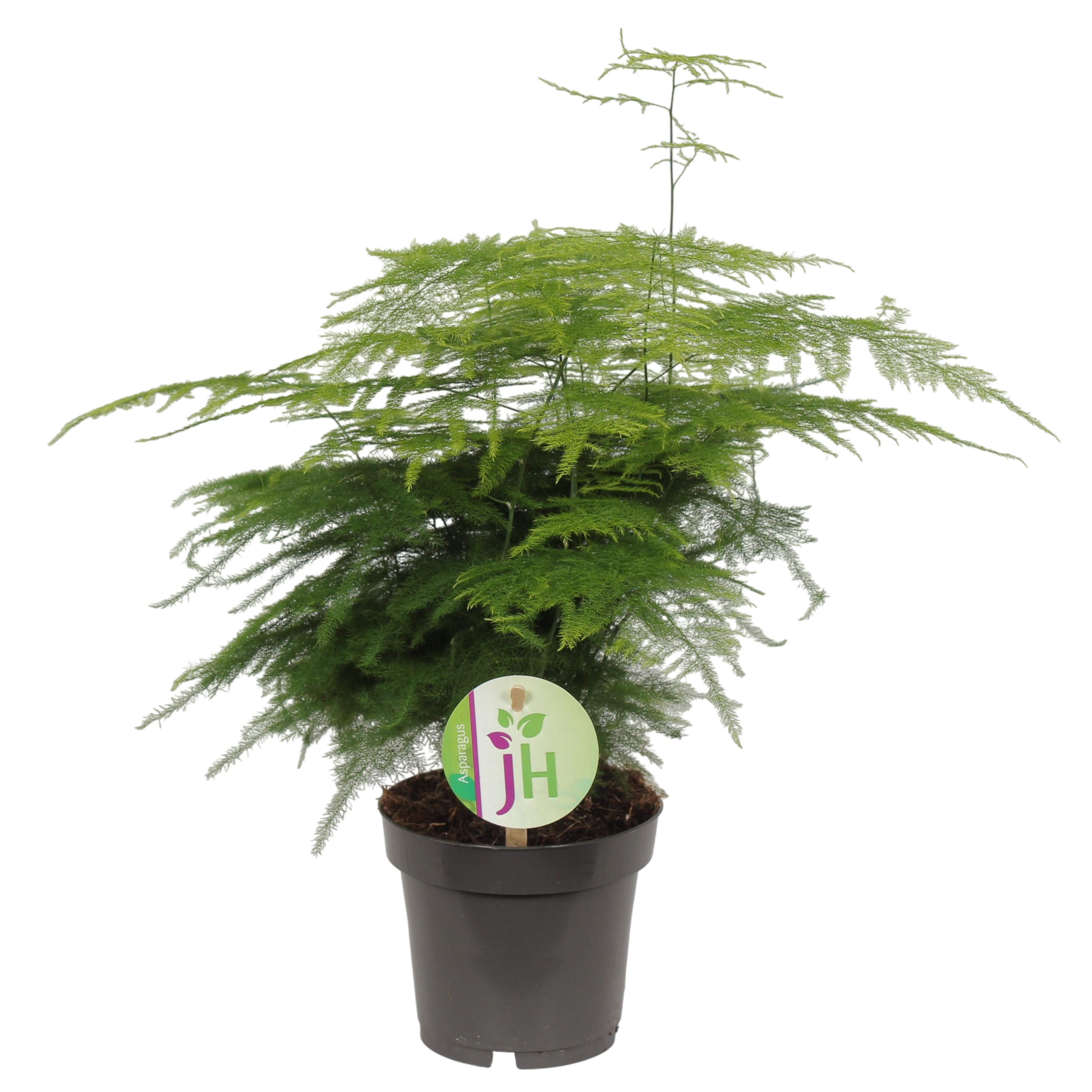 Plante d'intérieur - asparagus 'plumosus' 35.0cm