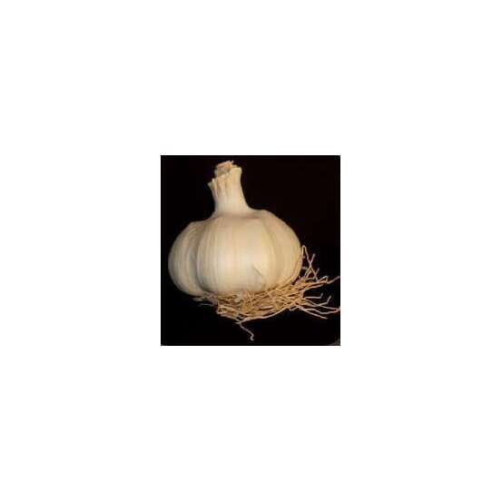 Bulbes d' Ail Thermidrome +60 en filet de 250G