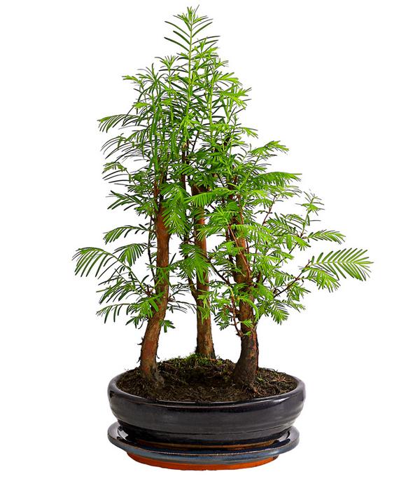 Outdoor-Bonsai Urweltmammutbaum - Metasequoia