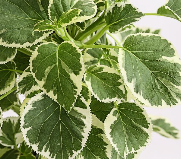 Kletter-Hortensie 'Silver Lining'