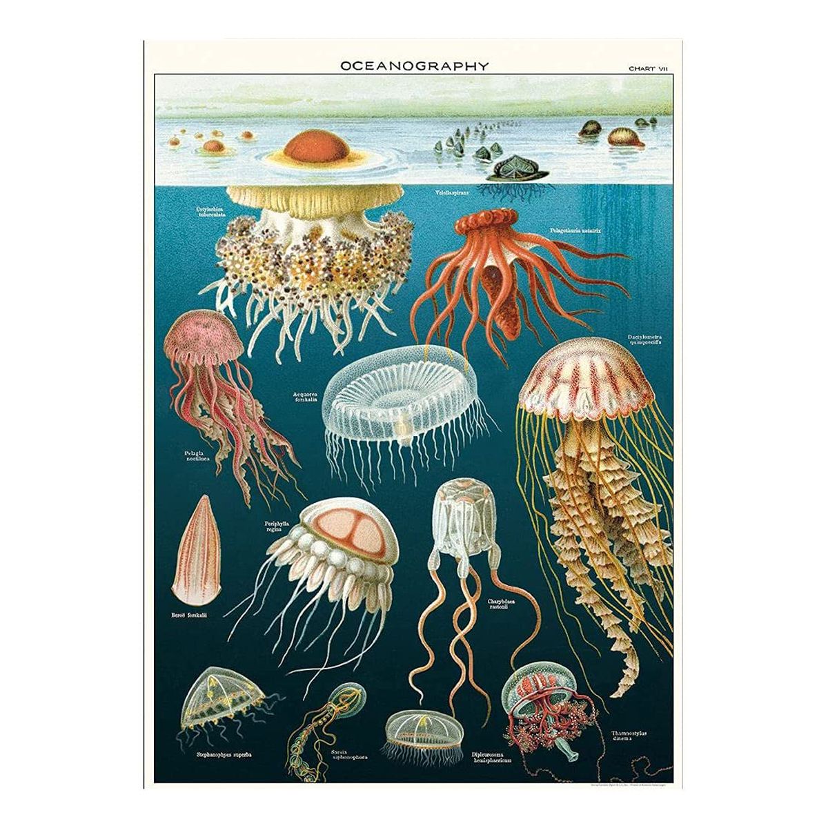 Affiche vintage méduses Letterbox