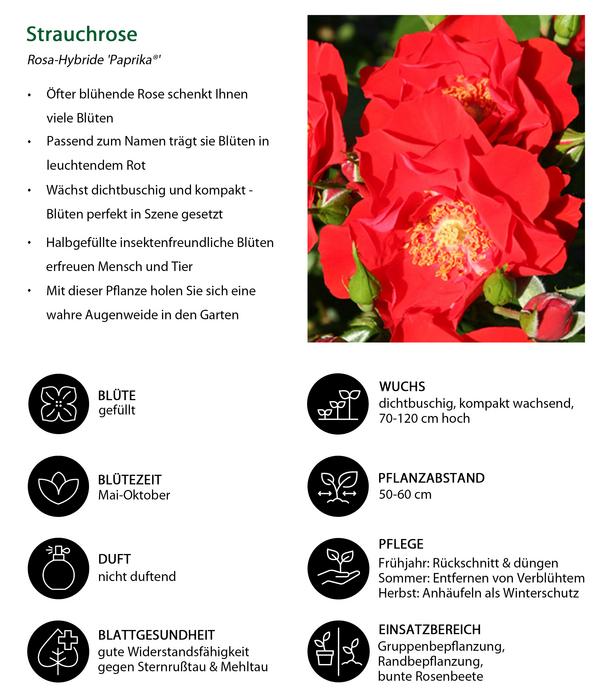 Strauchrose 'Paprika®'