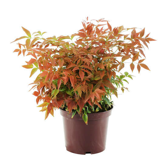 Nandina Domestica 'Obsessed ® Seika':Tffe pot 5L