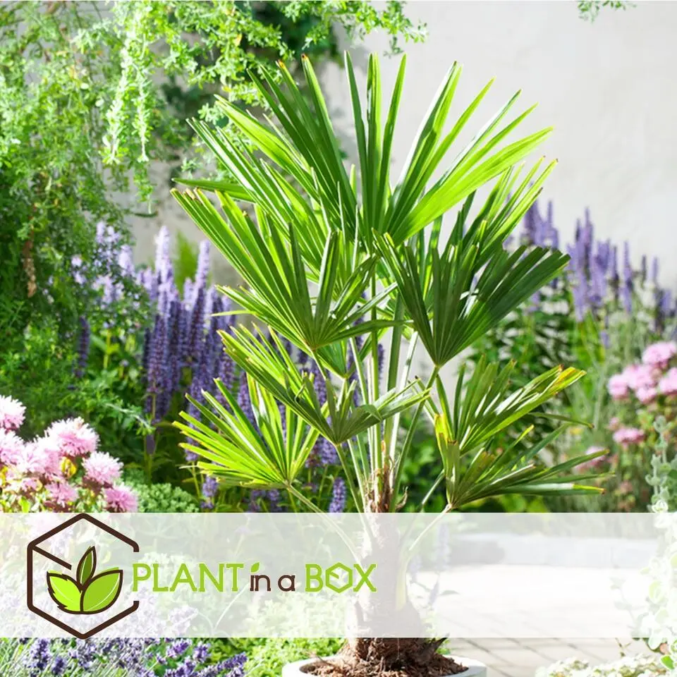 Chinese Waaierpalm - Set van 4 - Trachycarpus Fortunei - Hoogte 35-45cm - ⌀15cm