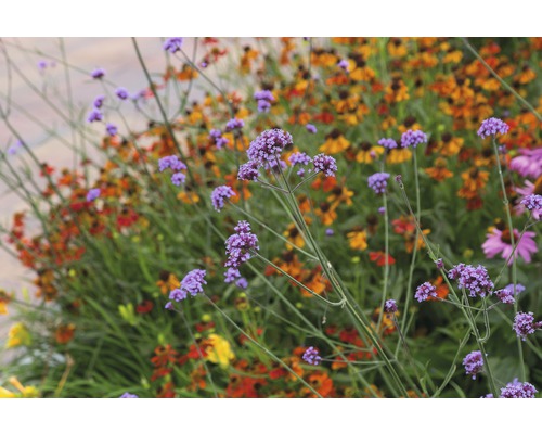 Verbena FloraSelf Verbena bonariensis H 5-80 cm Co 0,5 L
