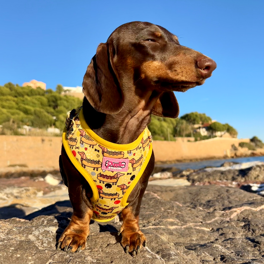 Coleira - Cachorro-quente Dachshund