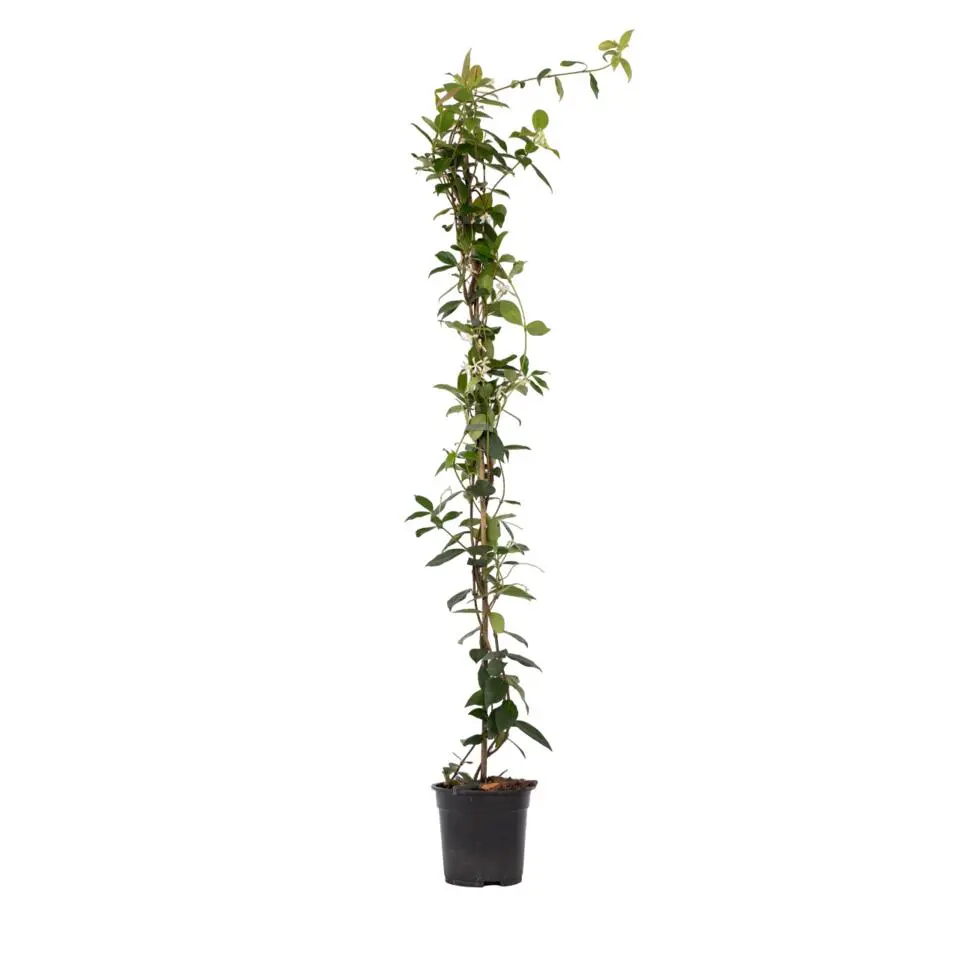 Jasmijn - Trachelospermum jasminoides - Hoogte 110-120cm - ⌀17cm