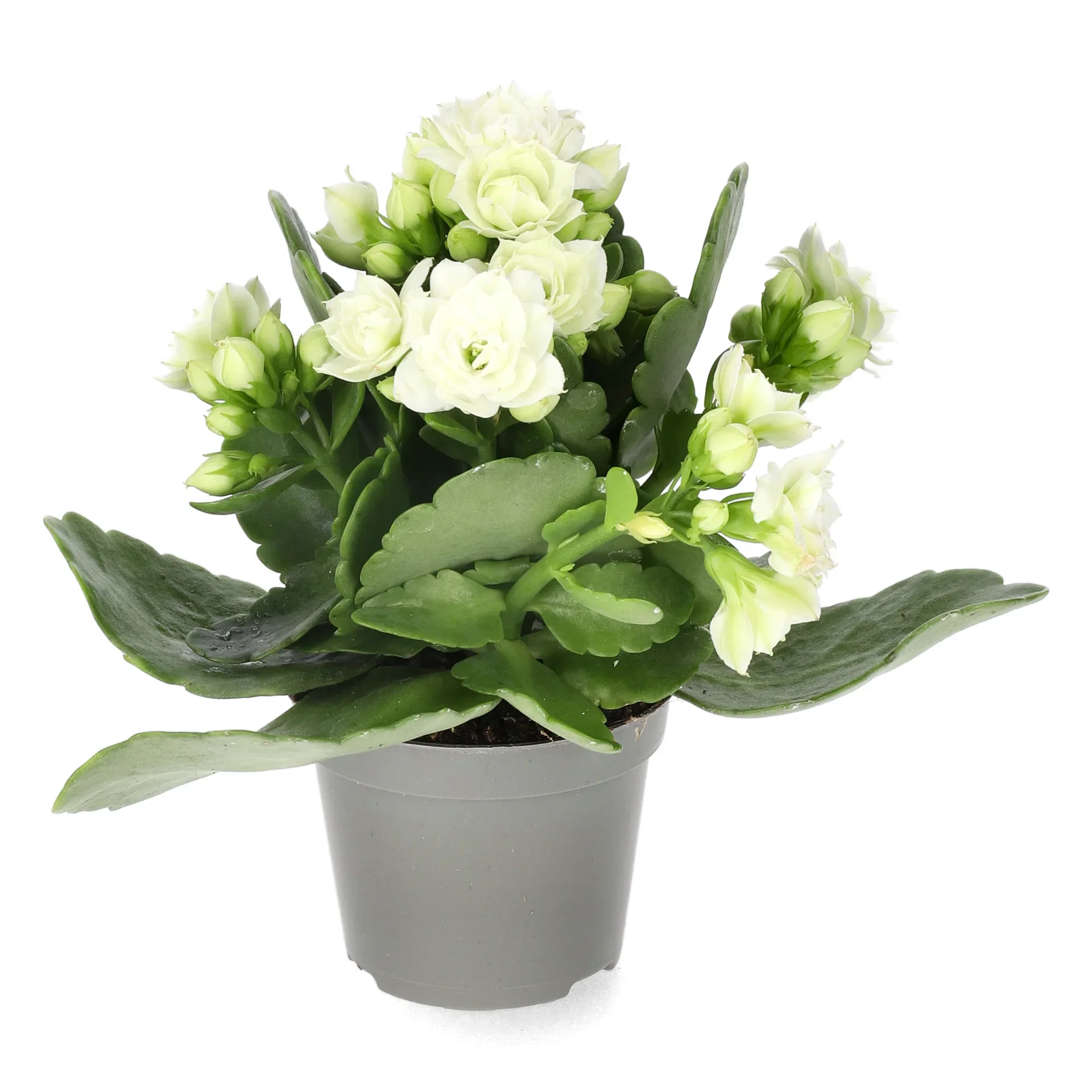 Kalanchoe mini White 6cm Ildtopp Høyde 10 cm