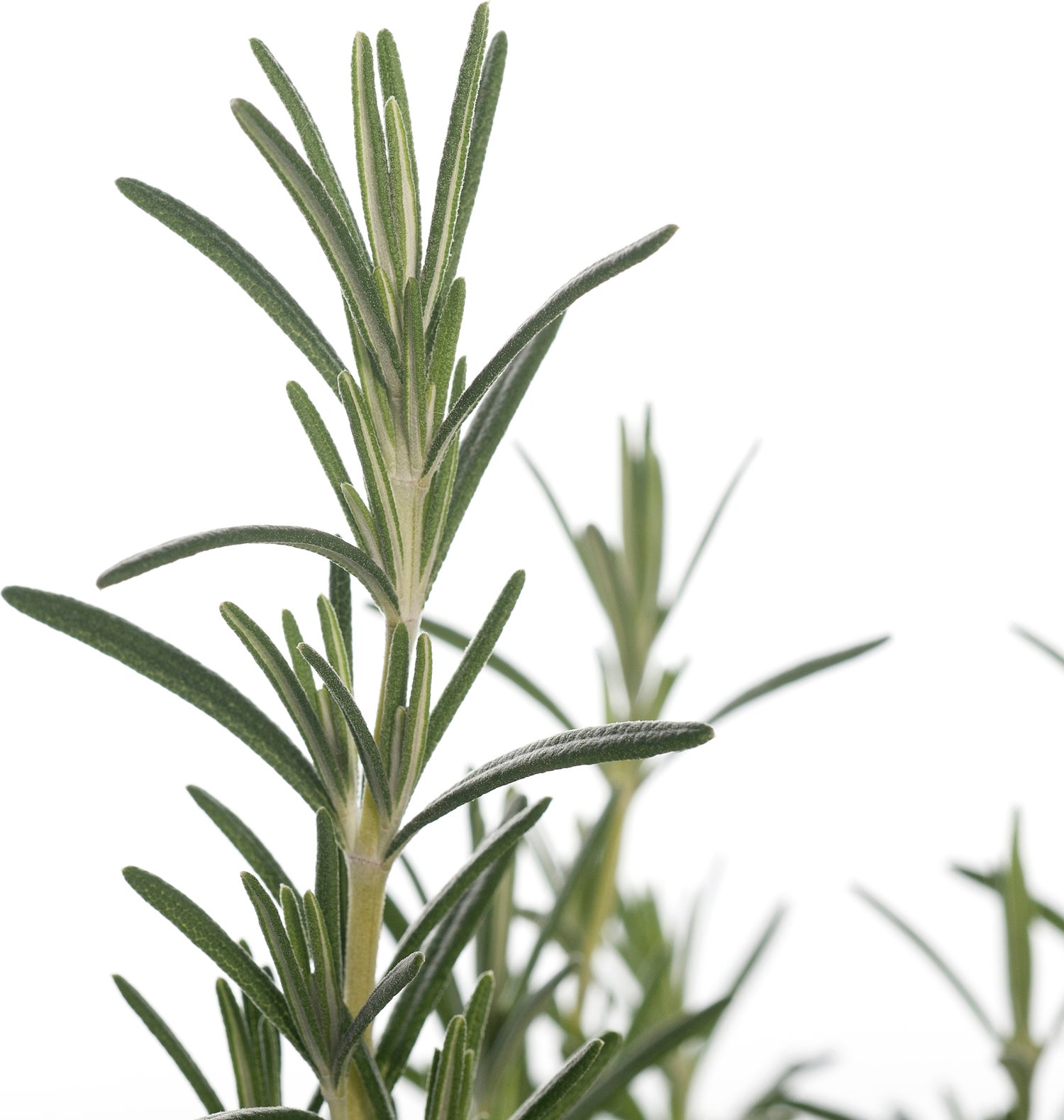 Biologische Rozemarijn (Rosmarinus officinalis 'Blue Winter') D 13 H 15 cm