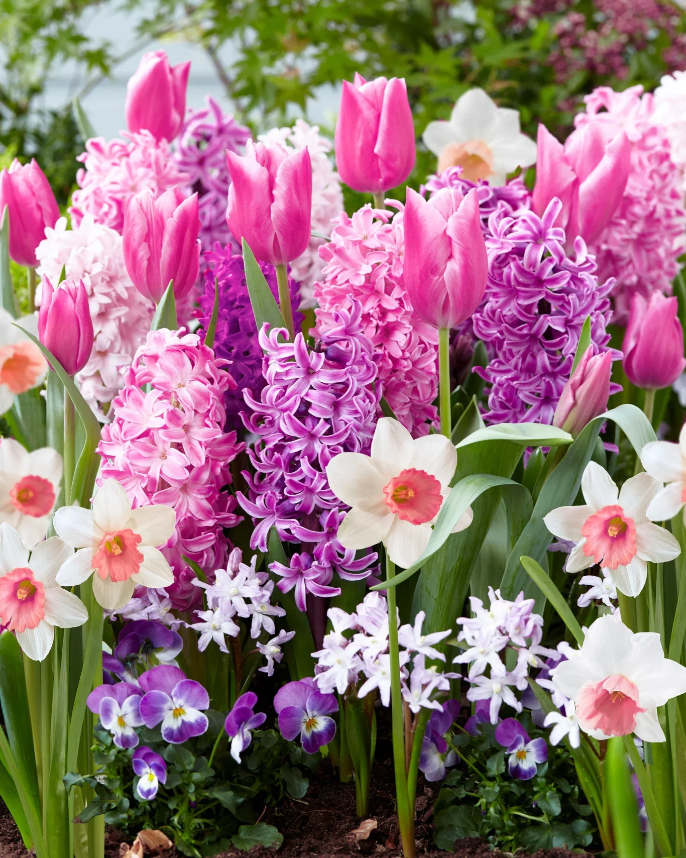 Plantagen Blomsterløk miks 'Pink Blend'