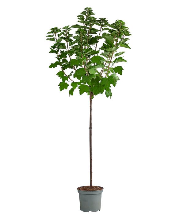 Johannisbeere 'Weiße Versailler'