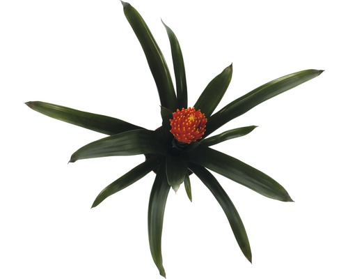 Bromelia FloraSelf Guzmania x hybride 'Tala' H 45-55 cm Ø 12 cm pot