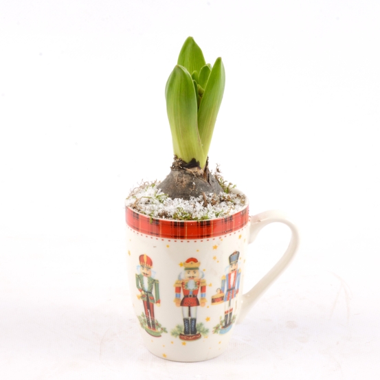 Jacinthe X1 mug décoration Nutcracker D9