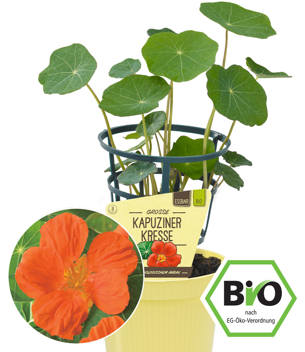 BIO Kapuzinerkresse