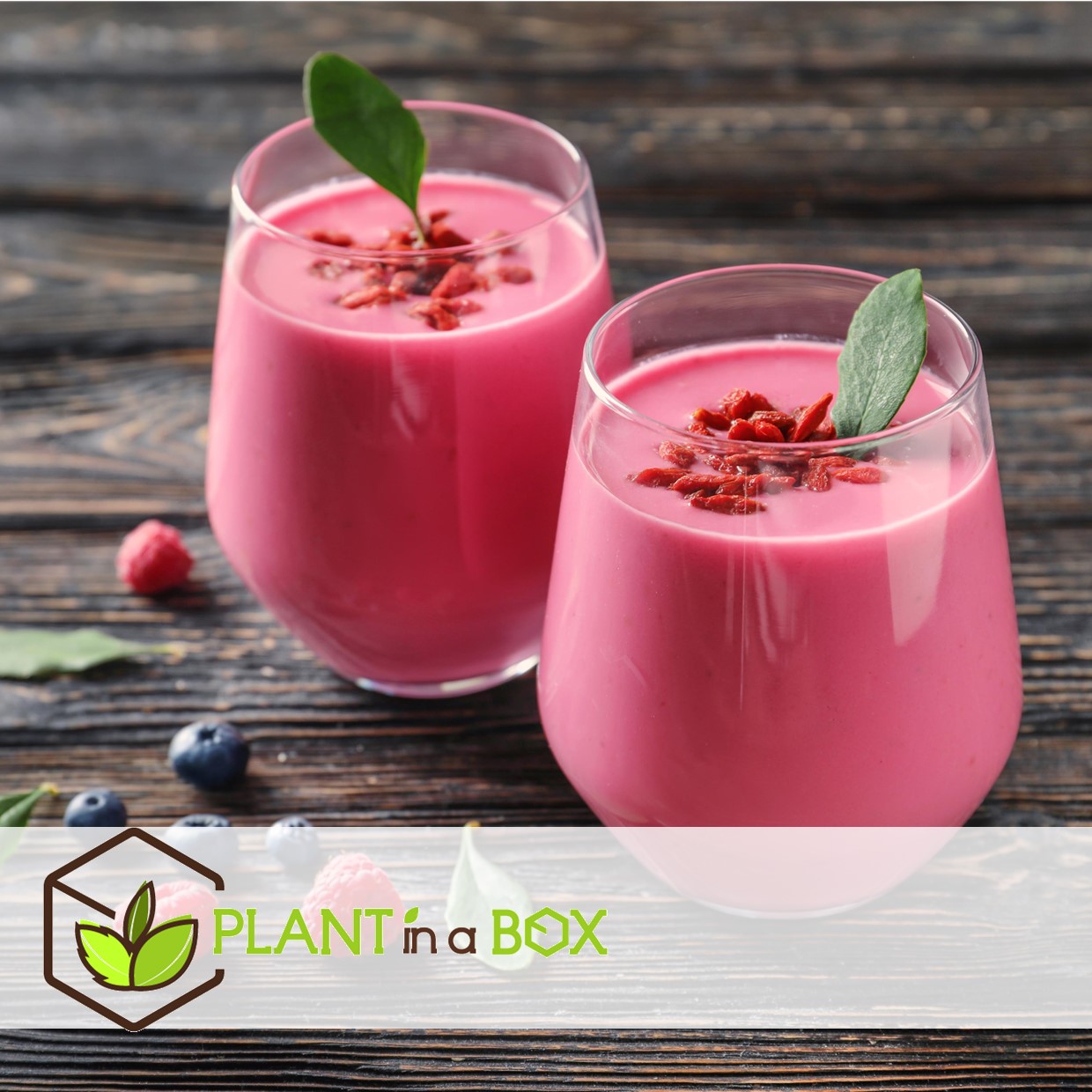 Smoothie - mélange de 4 - goji,cranberry,berry, kiwi - pot 9cm - hauteur 25-40cm