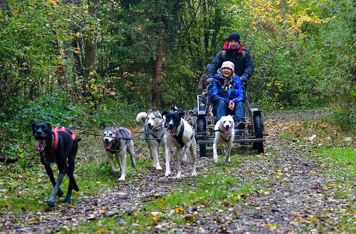 Schlittenhundefahrtfür Zwei im Trainingswagen als Geschenk