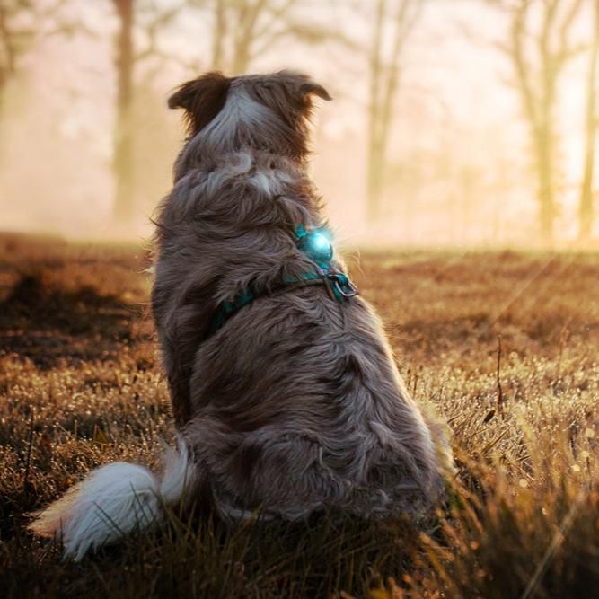 Orbiloc Sicherheitslicht Dog Dual Turquoise
