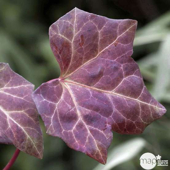Hedera Hibernica : ctr de 1,5 L.