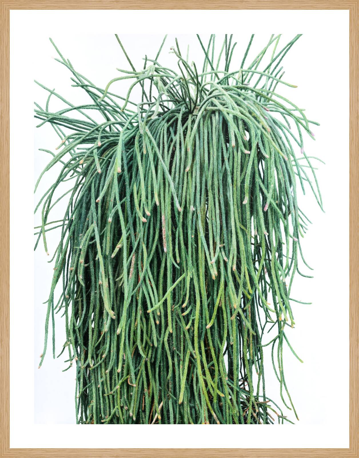 Cactus No. 91 by Kwangho Lee - Limited Edition. Edition of: 100. Signed.