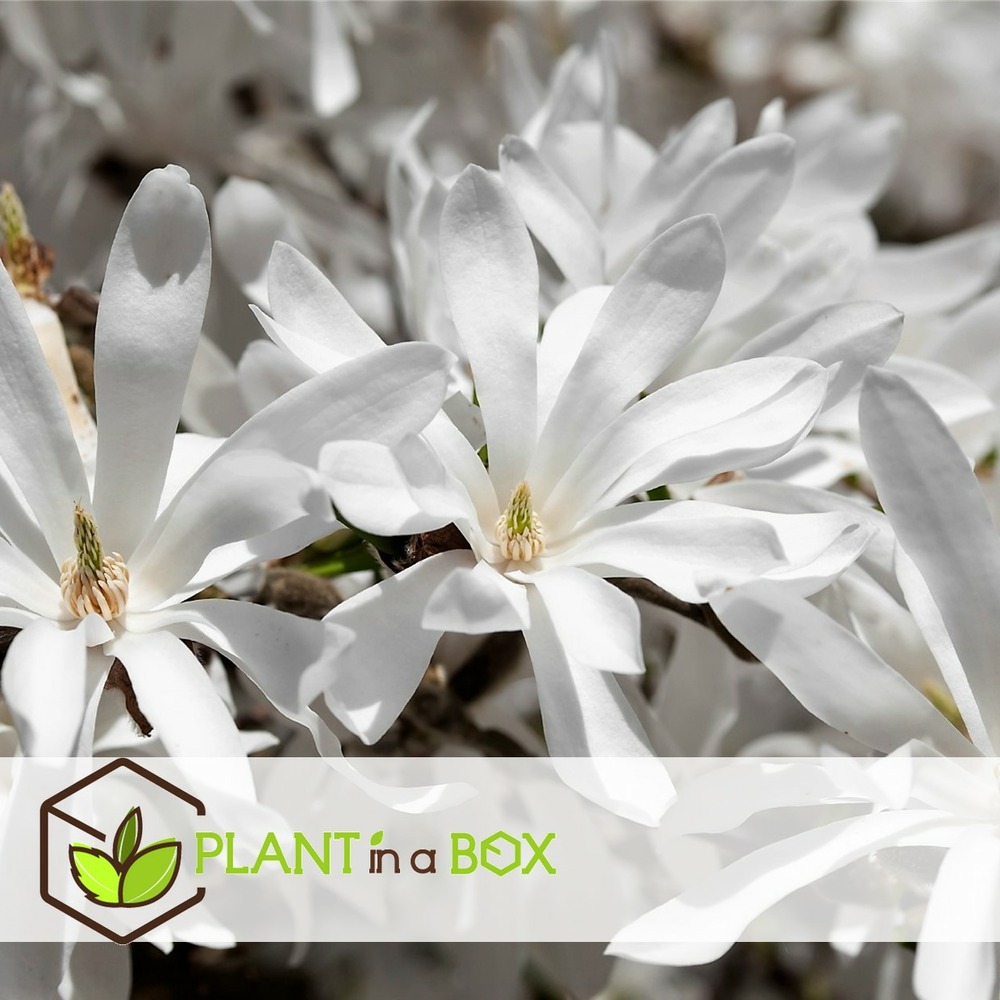 Magnolia - mélange de 6 - susan,soulangeana,stellata - pot 9cm - hauteur 25-40cm